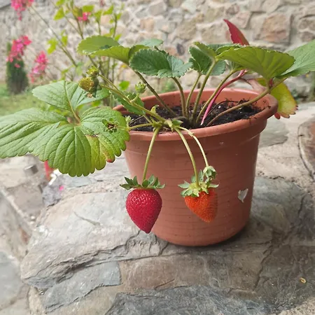 El Nuevo Semellon Aceptamos Mascotas Hotel